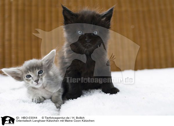 Orientalisch Langhaar Ktzchen mit Maine Coon Ktzchen / Oriental Longhair Kitten with Maine Coon Kitten / HBO-03044