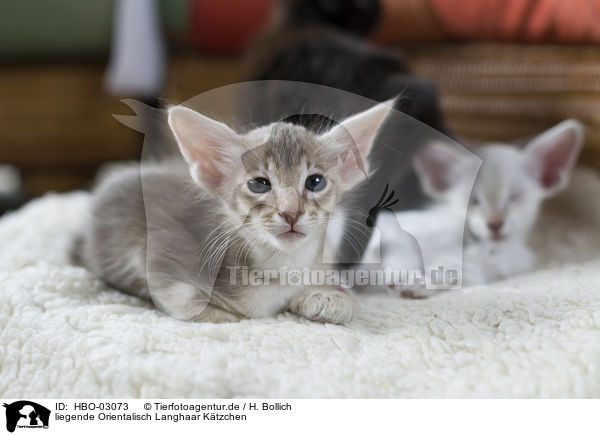 liegende Orientalisch Langhaar Ktzchen / HBO-03073