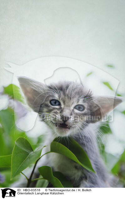 Orientalisch Langhaar Ktzchen / Oriental Longhair Kitten / HBO-03516