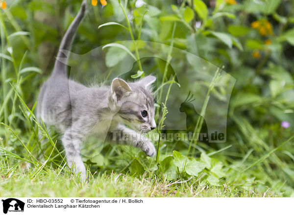 Orientalisch Langhaar Ktzchen / HBO-03552