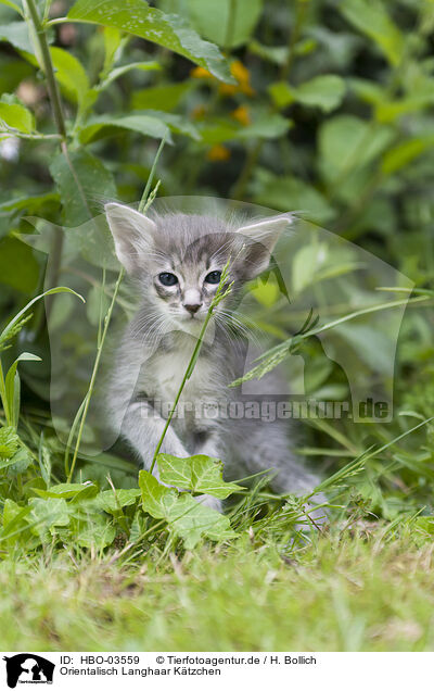 Orientalisch Langhaar Ktzchen / Oriental Longhair Kitten / HBO-03559