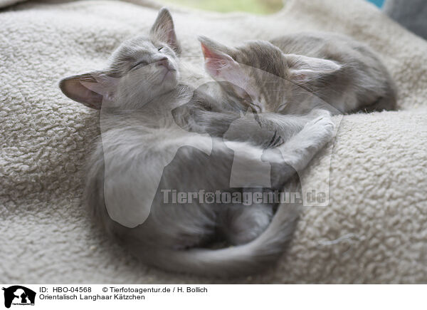 Orientalisch Langhaar Ktzchen / Oriental Shorthair Kitten / HBO-04568