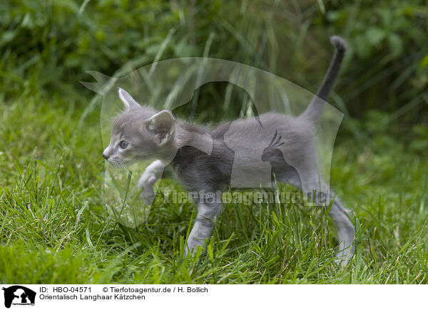 Orientalisch Langhaar Ktzchen / Oriental Shorthair Kitten / HBO-04571