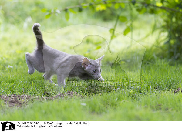 Orientalisch Langhaar Ktzchen / Oriental Shorthair Kitten / HBO-04580