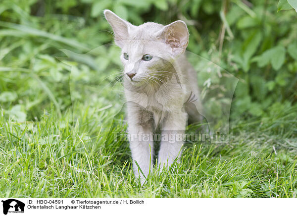 Orientalisch Langhaar Ktzchen / Oriental Shorthair Kitten / HBO-04591