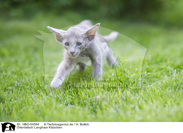Orientalisch Langhaar Ktzchen / HBO-04594