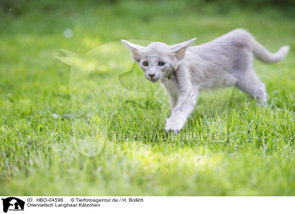 Orientalisch Langhaar Ktzchen / Oriental Shorthair Kitten / HBO-04596