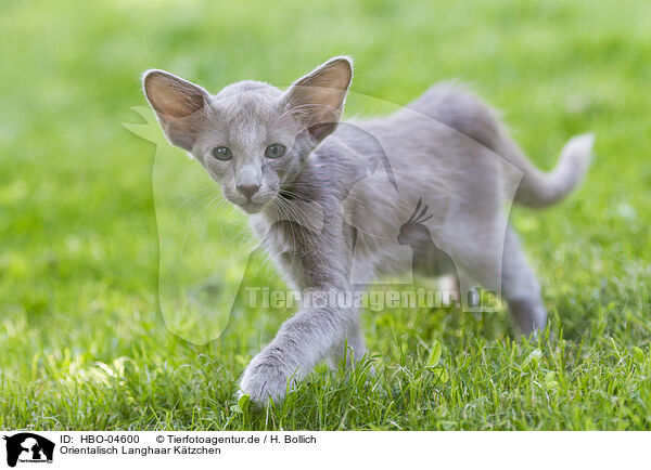 Orientalisch Langhaar Ktzchen / HBO-04600