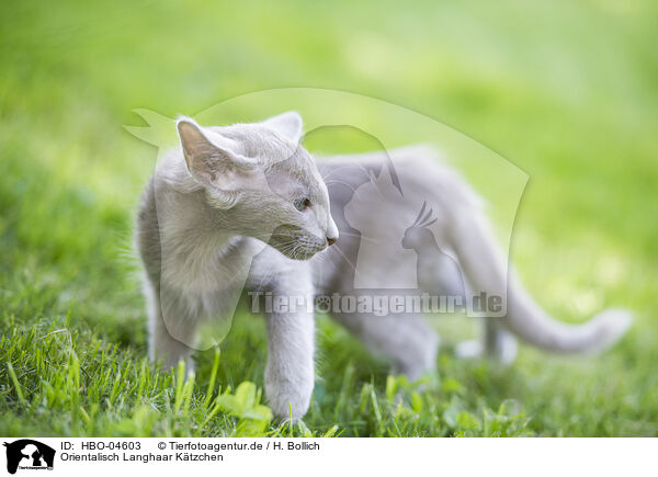 Orientalisch Langhaar Ktzchen / Oriental Shorthair Kitten / HBO-04603