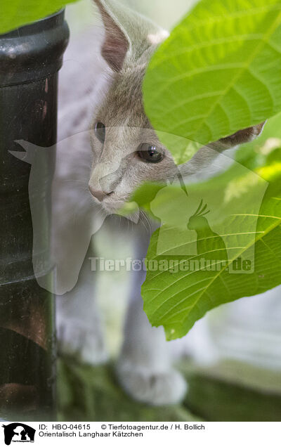 Orientalisch Langhaar Ktzchen / Oriental Shorthair Kitten / HBO-04615