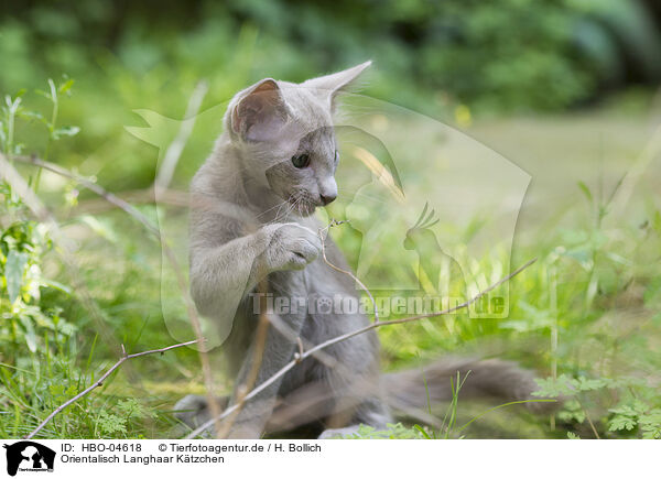 Orientalisch Langhaar Ktzchen / Oriental Shorthair Kitten / HBO-04618