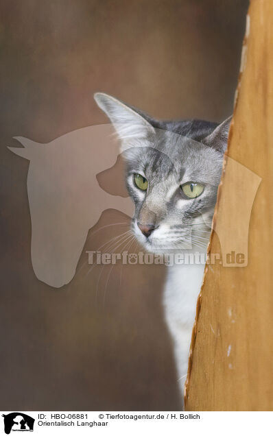 Orientalisch Langhaar / HBO-06881