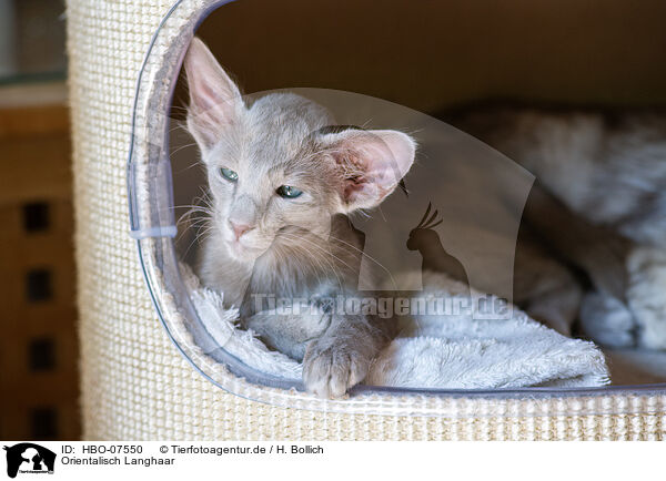 Orientalisch Langhaar / Oriental Shorthair / HBO-07550