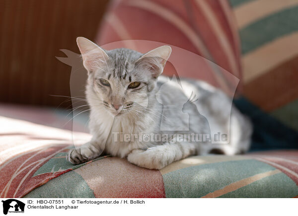Orientalisch Langhaar / Oriental Shorthair / HBO-07551