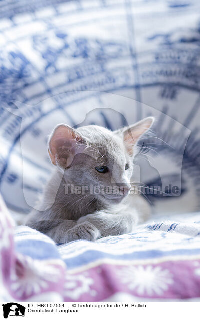 Orientalisch Langhaar / Oriental Shorthair / HBO-07554