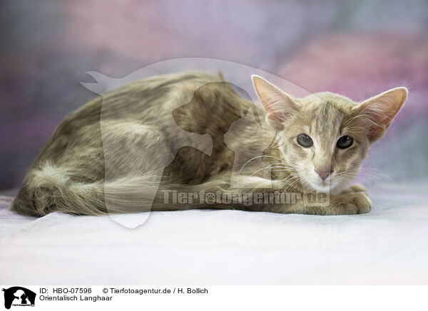 Orientalisch Langhaar / Oriental Shorthair / HBO-07596