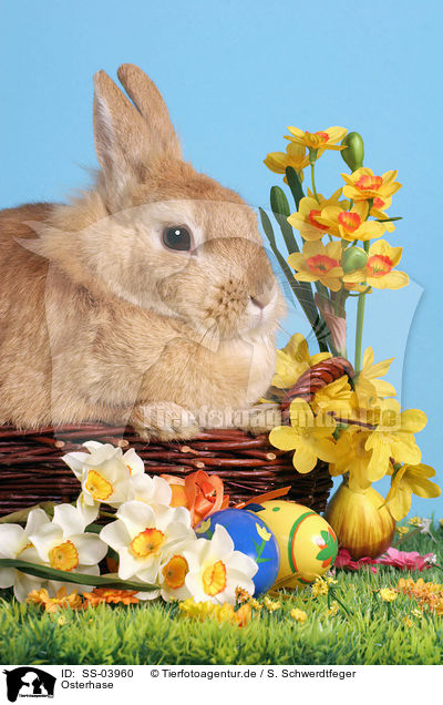 Osterhase / easter bunny / SS-03960