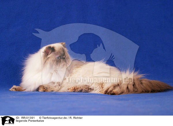 liegende Perserkatze / lying persian cat / RR-01391