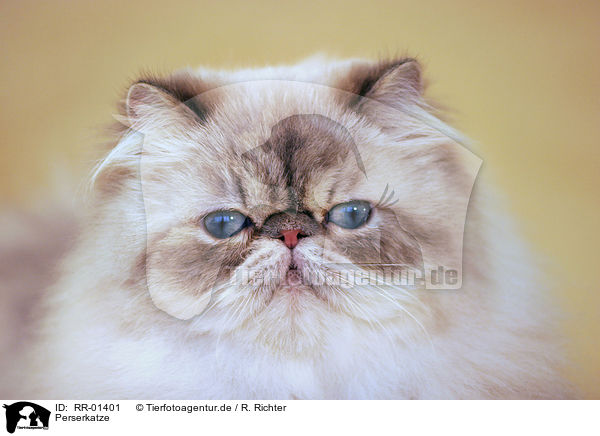Perserkatze / Persian Cat Portrait / RR-01401