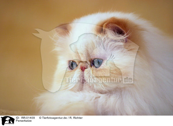 Perserkatze / Persian Cat Portrait / RR-01409