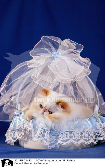 Perserktzchen im Krbchen / persian kitty in the basket / RR-01432