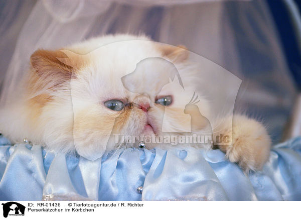 Perserktzchen im Krbchen / persian kitty in the basket / RR-01436
