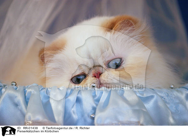 Perserktzchen im Krbchen / persian kitty in the basket / RR-01438