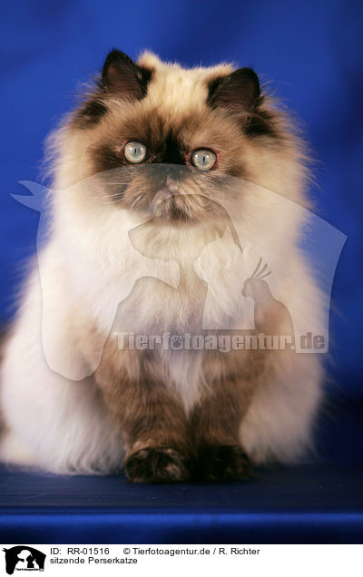 sitzende Perserkatze / sitting persian cat / RR-01516