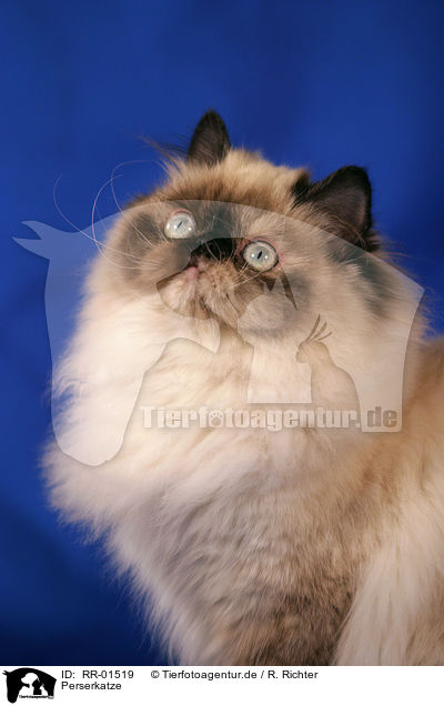 Perserkatze / Persian Cat Portrait / RR-01519
