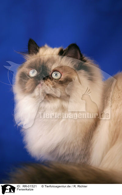 Perserkatze / Persian Cat Portrait / RR-01521