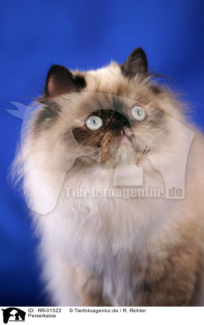 Perserkatze / Persian Cat Portrait / RR-01522