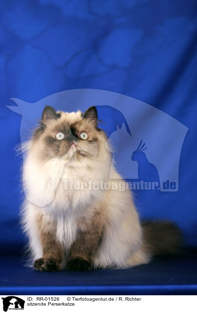 sitzende Perserkatze / sitting persian cat / RR-01526