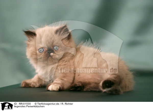 liegendes Perserktzchen / lying persian kitty / RR-01530