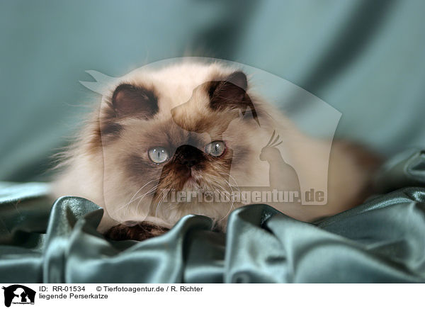 liegende Perserkatze / lying persian cat / RR-01534