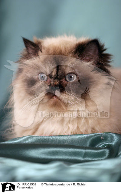 Perserkatze / Persian Cat Portrait / RR-01538