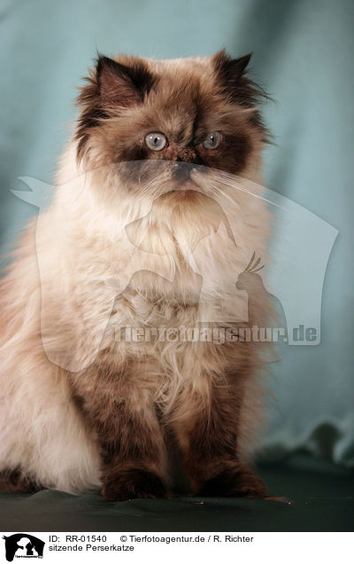 sitzende Perserkatze / sitting persian cat / RR-01540