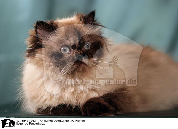 liegende Perserkatze / lying persian cat / RR-01543