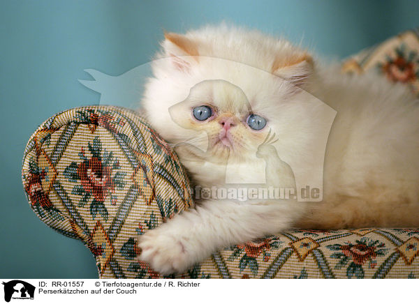 Perserktzchen auf der Couch / persian kitty on the couch / RR-01557