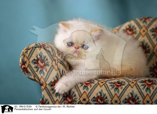 Perserktzchen auf der Couch / RR-01559