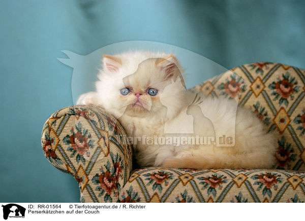 Perserktzchen auf der Couch / persian kitty on the couch / RR-01564