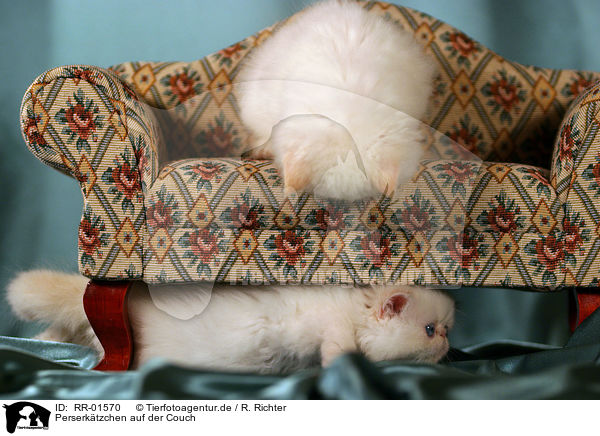 Perserktzchen auf der Couch / persian kitty on the couch / RR-01570