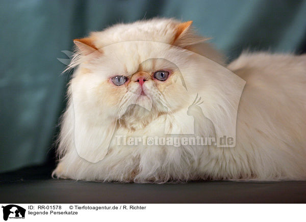 liegende Perserkatze / lying persian cat / RR-01578