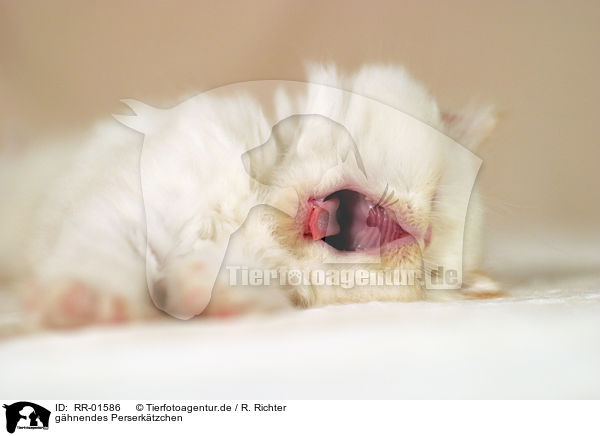 ghnendes Perserktzchen / yawning persian kitty / RR-01586