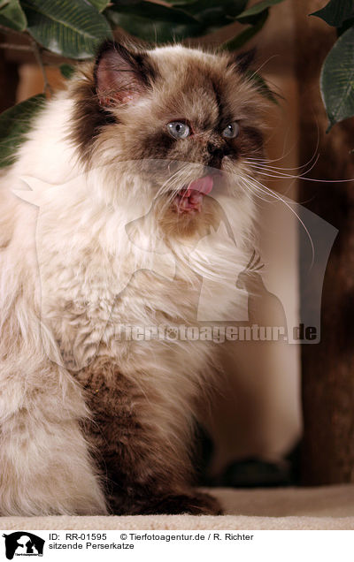 sitzende Perserkatze / sitting persian cat / RR-01595