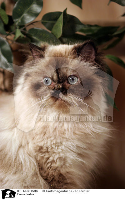 Perserkatze / Persian Cat Portrait / RR-01596