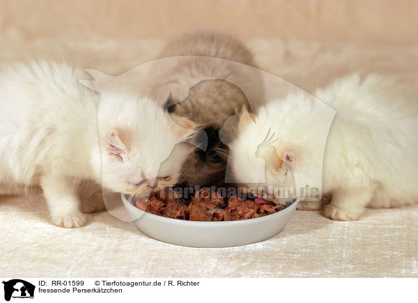 fressende Perserktzchen / eating persian kitten / RR-01599