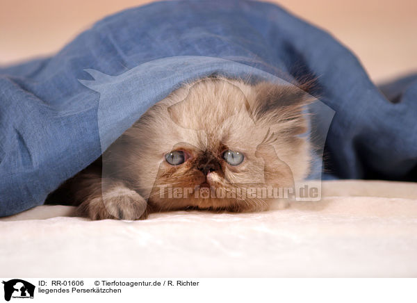 liegendes Perserktzchen / lying persian kitty / RR-01606