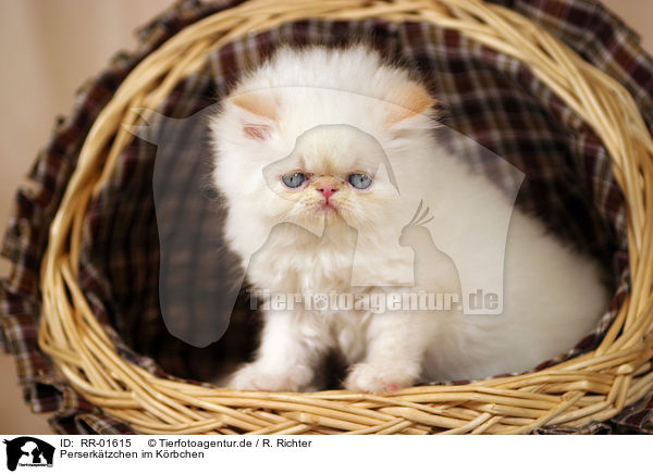 Perserktzchen im Krbchen / persian kitty in the basket / RR-01615