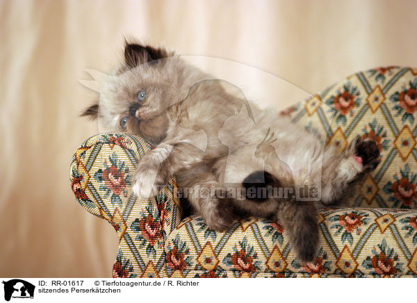 sitzendes Perserktzchen / sitting persian kitty / RR-01617