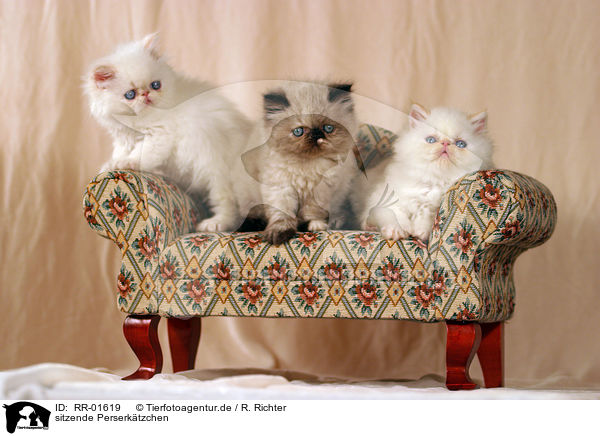 sitzende Perserktzchen / sitting persian kitten / RR-01619